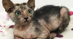 Ulična mačka okotila bebu koja sliči vukodlaku: Riječ je o...