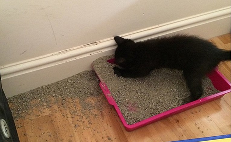 Mačka vam obavlja nuždu izvan posude s pijeskom? Ovo su mogući razlozi