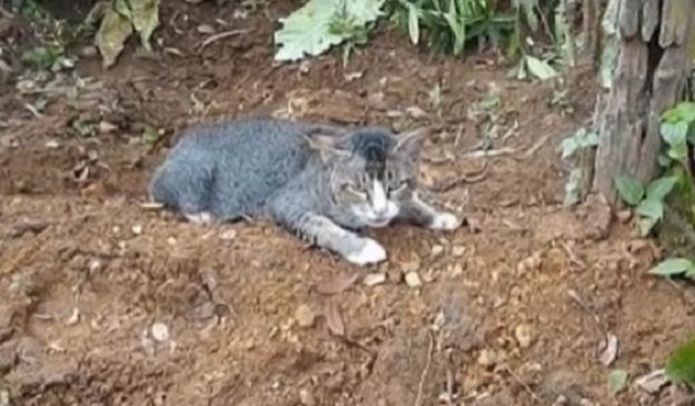 VIDEO Maca slomljenog srca godinu dana  živi na grobu preminule vlasnice!