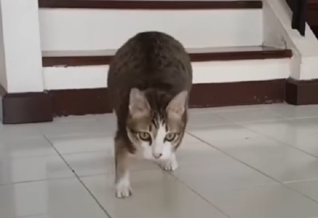 VIDEO Jedva je preživio strujni udar: On je dokaz da je uz puno ljubavi sve moguće!