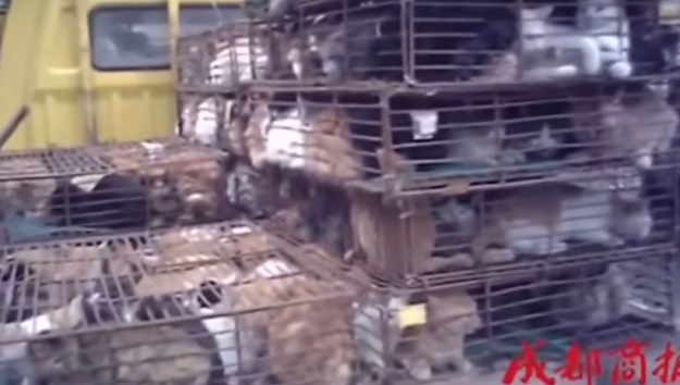 VIDEO Uhvaćen na djelu: Koljač mačaka predstavljao se kao zaštitar životinja