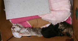 Uznemirujuće fotografije: Kod Požege bešćutno ubijeni mačići, jedini preživjeli čeka na udomljavanje