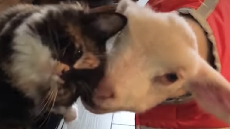 VIDEO Prekrasno prijateljstvo spašene mace i bolesnog janjeta