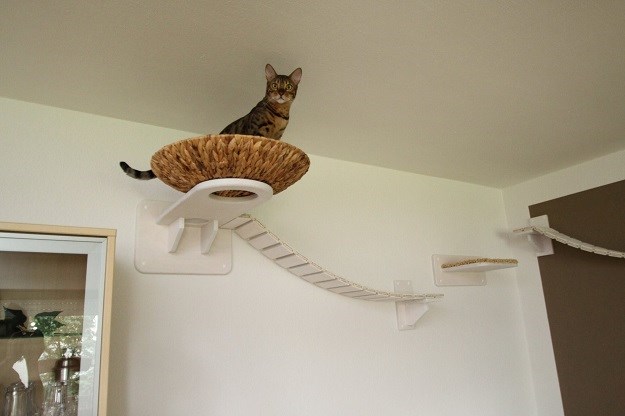 VIDEO Mačji raj: Ovako izgleda dom po mjeri svake mačke