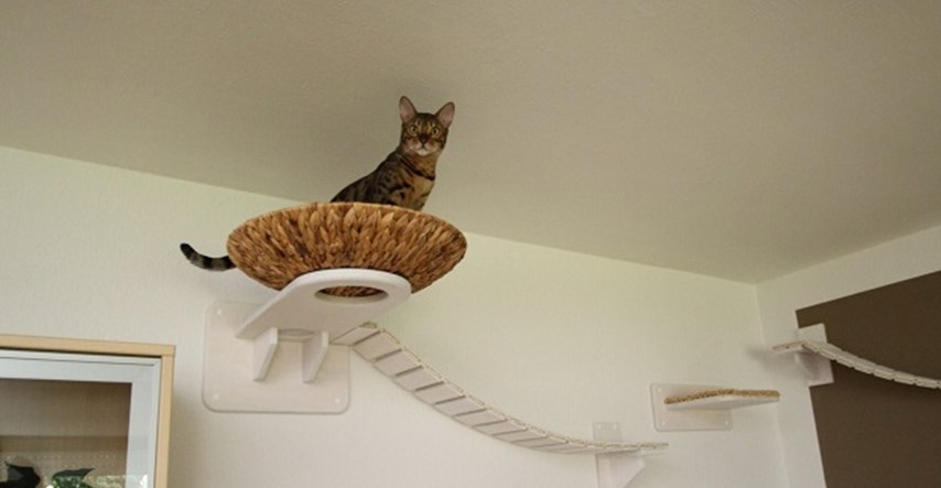 VIDEO Mačji raj: Ovako izgleda dom po mjeri svake mačke
