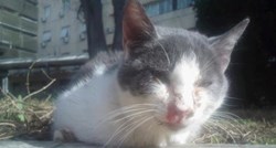 Nasilje nad životinjama usred Splita: Konobar tacnom izudarao mačku jer se popela na stolicu
