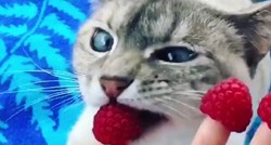 Ova mačka jede ono što druge ne bi ni pomirisale i tako inspirira svoje fanove da jedu zdravije