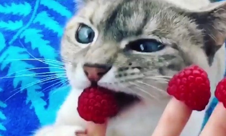 Ova mačka jede ono što druge ne bi ni pomirisale i tako inspirira svoje fanove da jedu zdravije