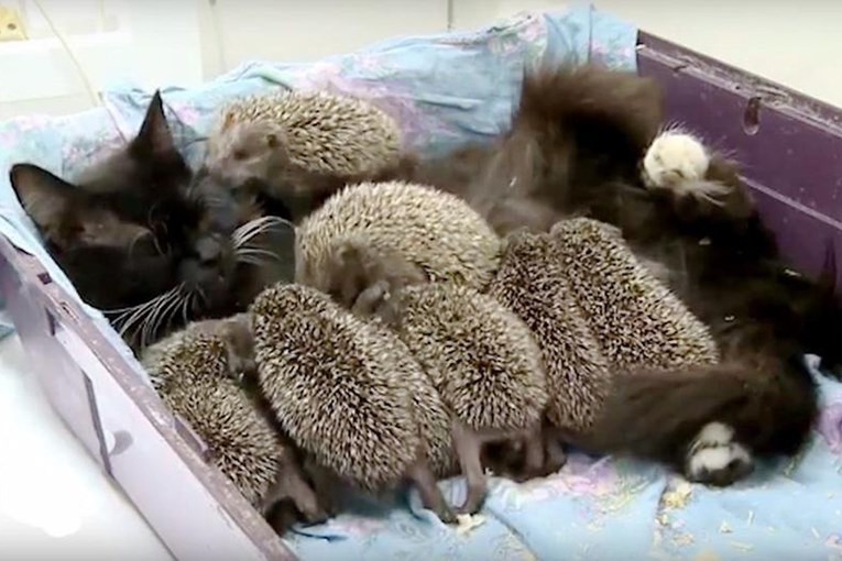 Mačka postala zamjenska mama ježići koji su ostali bez svoje majke