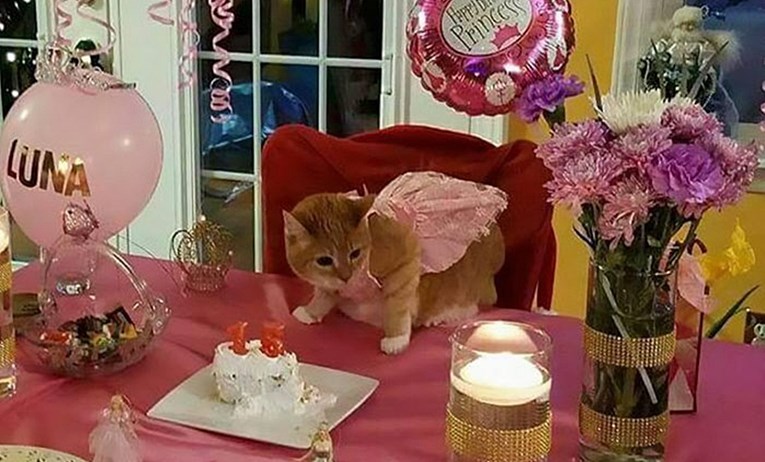 Obitelj je svojoj petnaestogodišnjoj mački priredila nezaboravnu rođendansku proslavu