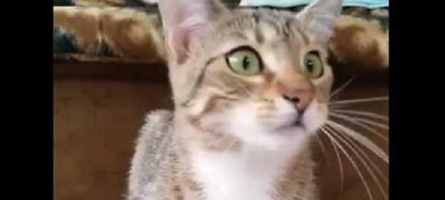 Novi hit na internetu: Pogledajte reakciju mačke koja gleda horor film