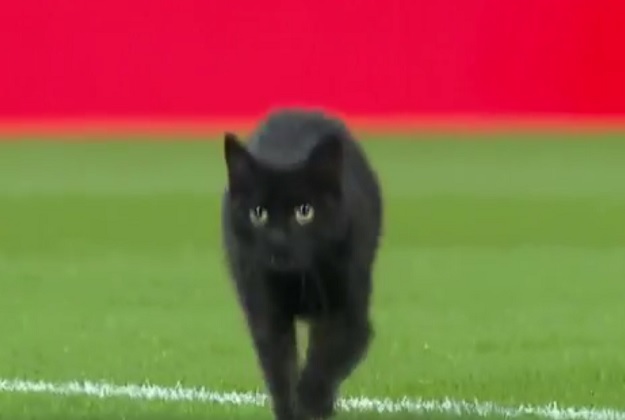 VIDEO Crna mačka prošetala Anfieldom