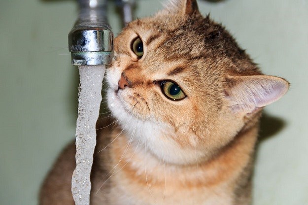 Zašto neke mačke od vode iz zdjelice više vole piti onu iz slavine?