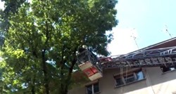 VIDEO Bravo zagrebački vatrogasci! Pogledajte kako su spasili uplašenu macu s drveta