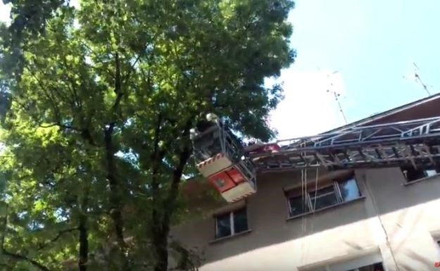 VIDEO Bravo zagrebački vatrogasci! Pogledajte kako su spasili uplašenu macu s drveta