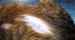 Sve što trebate znati o gubitku dlaka kod mačaka te mogućim razlozima