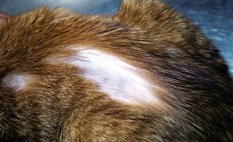 Sve što trebate znati o gubitku dlaka kod mačaka te mogućim razlozima