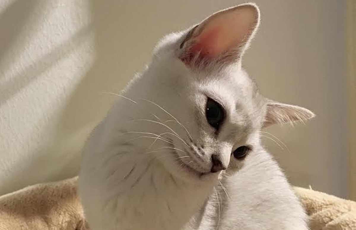 Čekaju nas iznimno rijetke mačke na međunarodnoj izložbi u Westgateu!