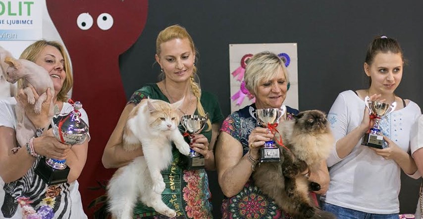 Najstarije hrvatsko felinološko društvo slavi 25 godina postojanja s dvije izložbe mačaka