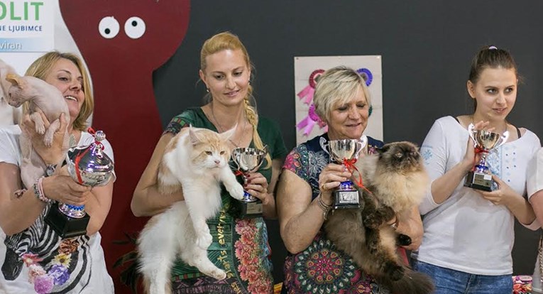 Najstarije hrvatsko felinološko društvo slavi 25 godina postojanja s dvije izložbe mačaka