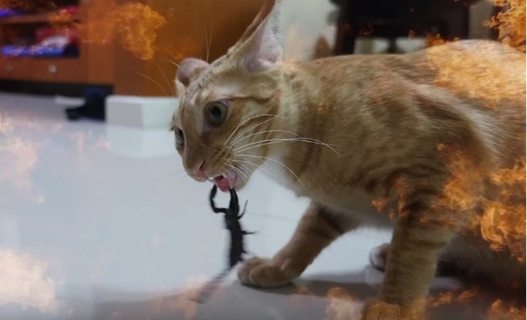 YouTubera čekaju tužbe nakon što je svojim mačkama dao da se "bore" protiv škorpiona