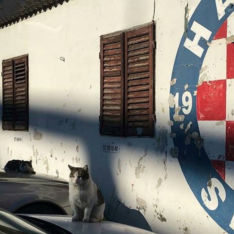 Pogledajte Instagram stranicu Cats of Split