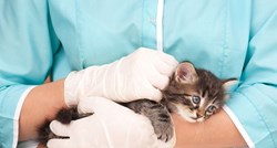 VAŽNO UPOZORENJE Od ove bolesti pati većina mačaka, ali je vješto skrivaju