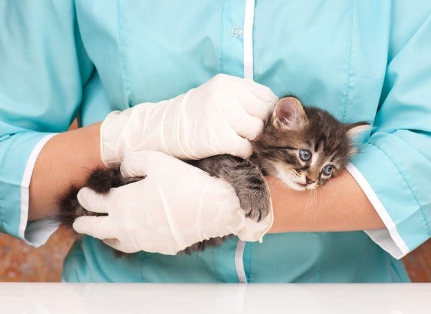 VAŽNO UPOZORENJE Od ove bolesti pati većina mačaka, ali je vješto skrivaju