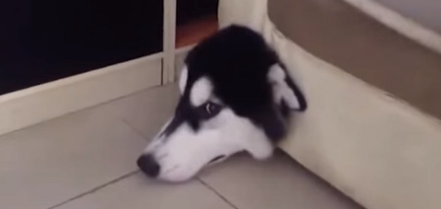 Pogledajte što se događa  kad pas pokuša uloviti miša