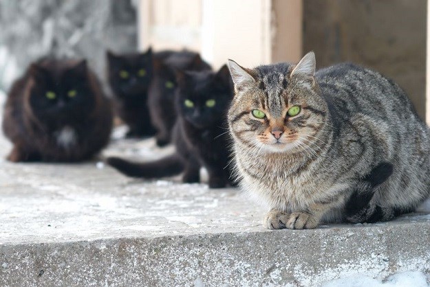 U srijedu deložacija porečkog "mačkograda": 25 mačaka traži dom!