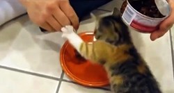 Mačkica se pretvorila u pravu malu lavicu kad su joj počeli dirati hranu