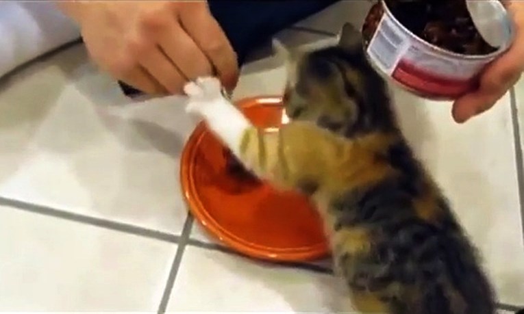 Mačkica se pretvorila u pravu malu lavicu kad su joj počeli dirati hranu