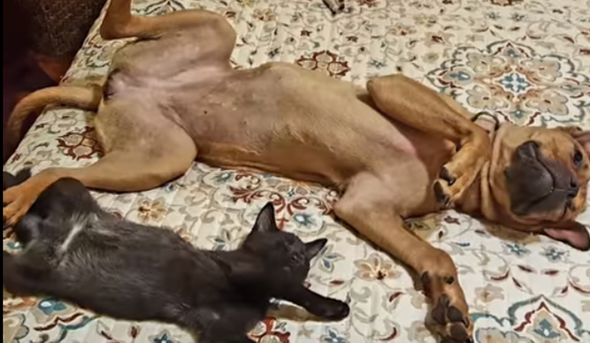 VIDEO Ova je maca ušla u ekipu pasa i postala prava gazdarica