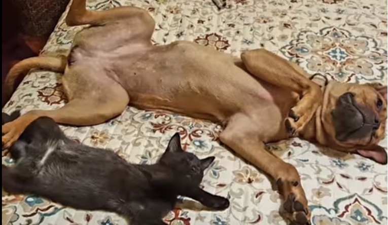 VIDEO Ova je maca ušla u ekipu pasa i postala prava gazdarica
