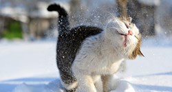 FOTO Ove životinje prvi put ugledale su snijeg, a njihove reakcije sve govore