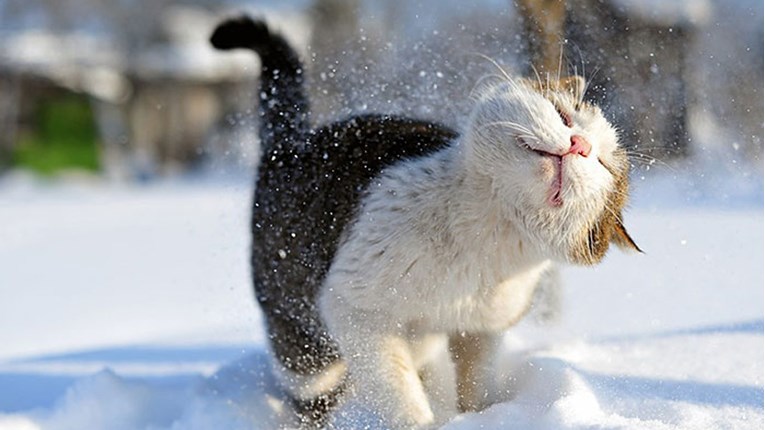 FOTO Ove životinje prvi put ugledale su snijeg, a njihove reakcije sve govore