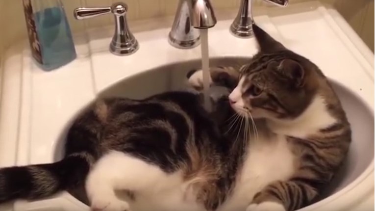 VIDEO Jeste li znali da mačke spadaju u najzabavnije životinje?