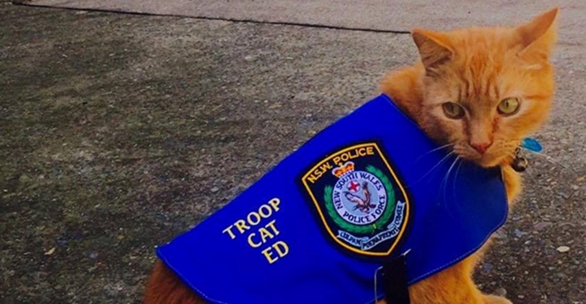 On je nova australska zvijezda: Upoznajte mačka Eda, najslađeg policajca na svijetu