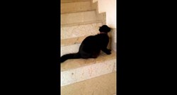 Je li ova maca zabrijala da je zmija? Pogledajte kako silazi niz stepenice