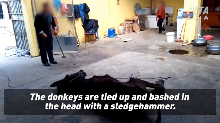 UZNEMIRUJUĆA SNIMKA Brutalna ubojstva magaraca u Kini: "Ubijaju ih čekićem jer je to najjeftinije"