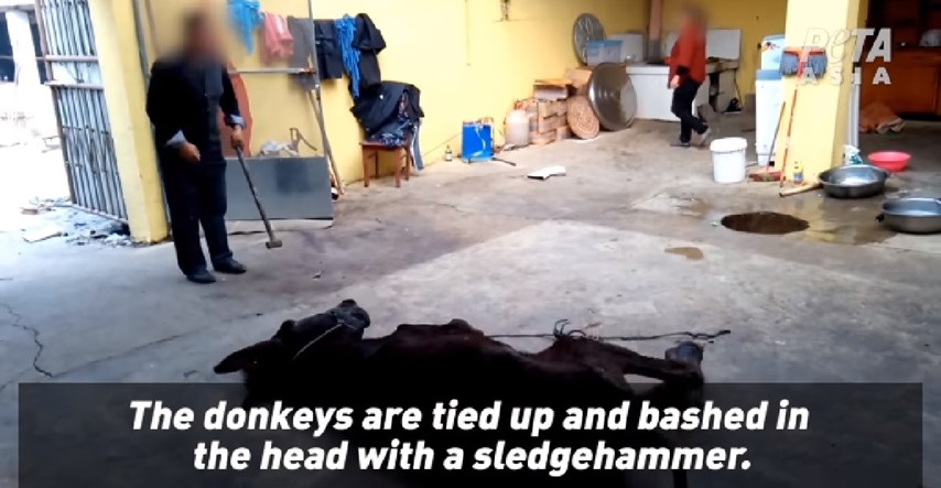 UZNEMIRUJUĆA SNIMKA Brutalna ubojstva magaraca u Kini: "Ubijaju ih čekićem jer je to najjeftinije"