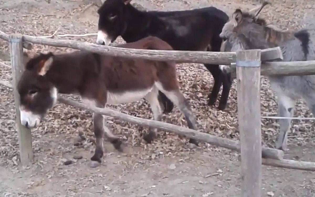 VIDEO Ovi magarci su pokazali da nijedna prepreka nije prevelika kad uz sebe imaš prijatelje