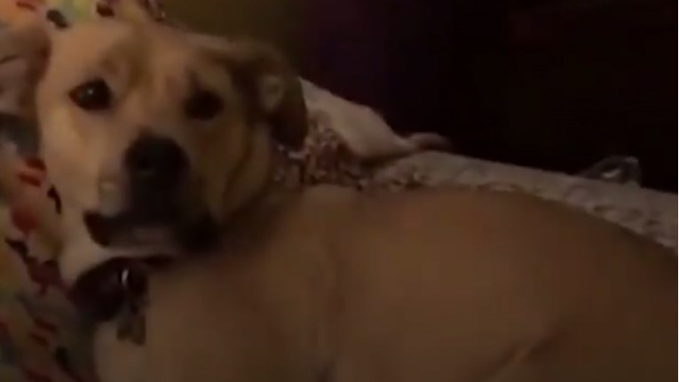 VIDEO Ova kujica zna kad je vrijeme za spavanje