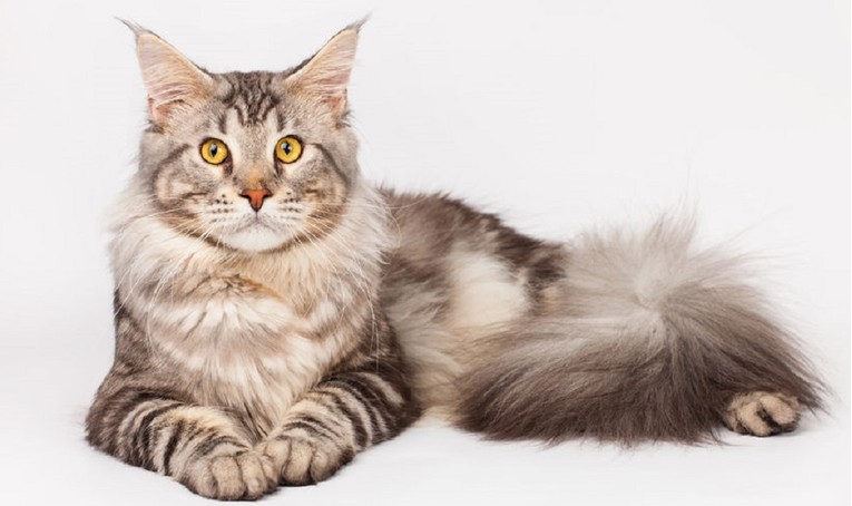 NJEŽNI DIV Zanimljivosti o Maine Coon mačkama