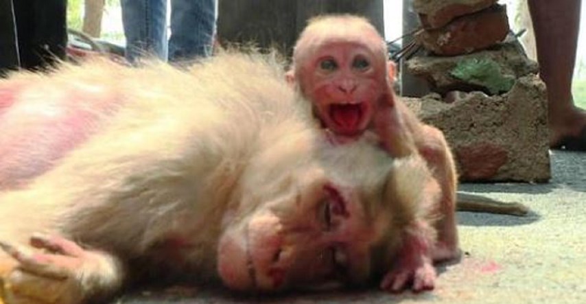 VIDEO Dirljiva i potresna snimka: Majmunče plače za majkom koju je pregazio auto