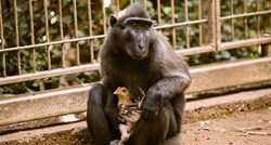 Majmunica iz izraelskog zoološkog vrta kojoj je nedostajalo ljubavi posvojila je kokoš