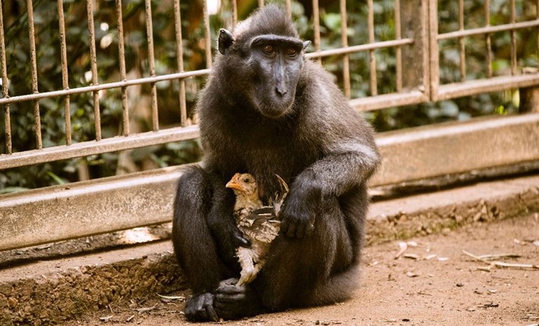 Majmunica iz izraelskog zoološkog vrta kojoj je nedostajalo ljubavi posvojila je kokoš