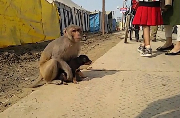 NEOBIČAN PAR Majmunica posvojila napuštenog psića