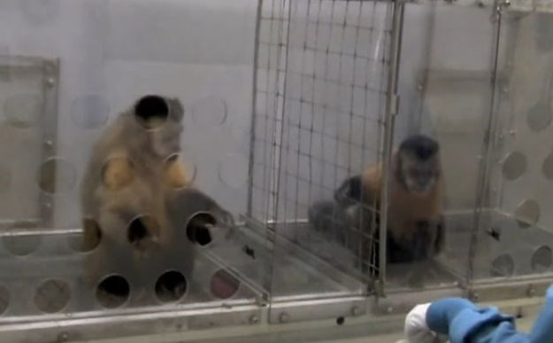 VIDEO Dva majmuna nisu plaćena jednako za isti zadatak - reakcija je brutalna