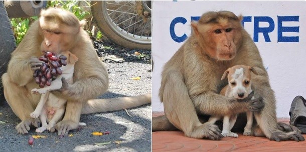 Majmun usvojio psića: Nadamo se da priča nema svoju tamnu stranu
